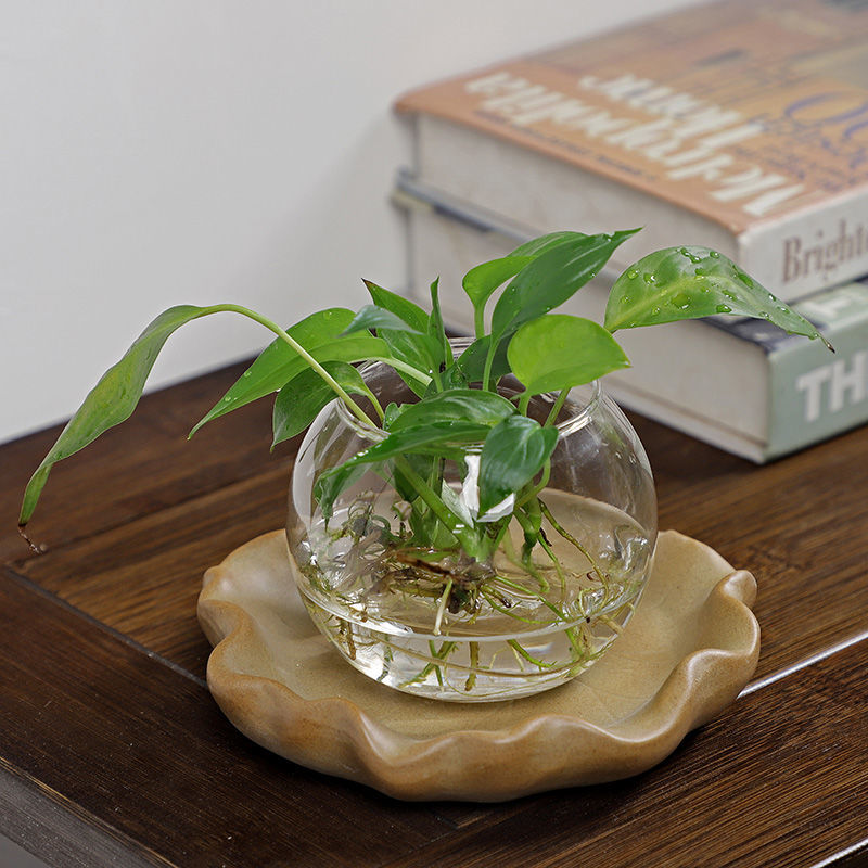 Braziliaanse Houten Hydrocultu - Drip Tray Saucer recensie en prijs