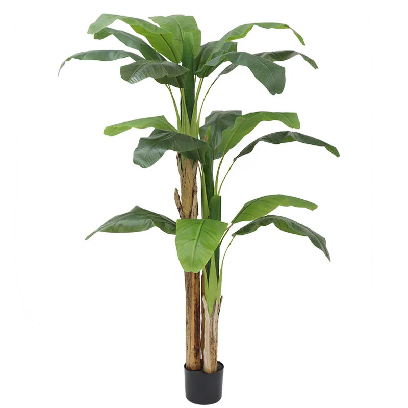 180cm/210cm Grote Bananenboom  - Bonsai Garden Restaurant recensie en prijs