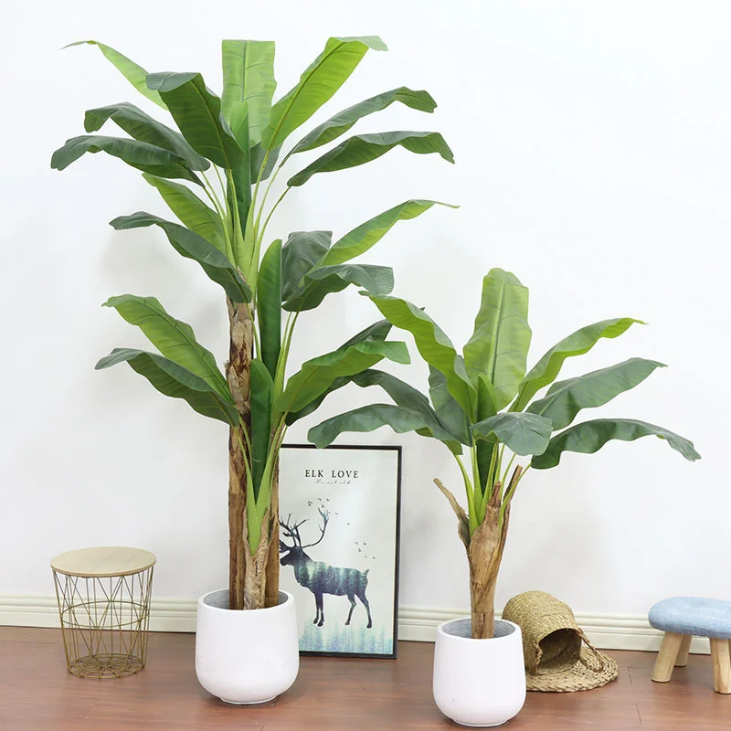 180cm/210cm Grote Bananenboom  - Bonsai Garden Restaurant recensie en prijs
