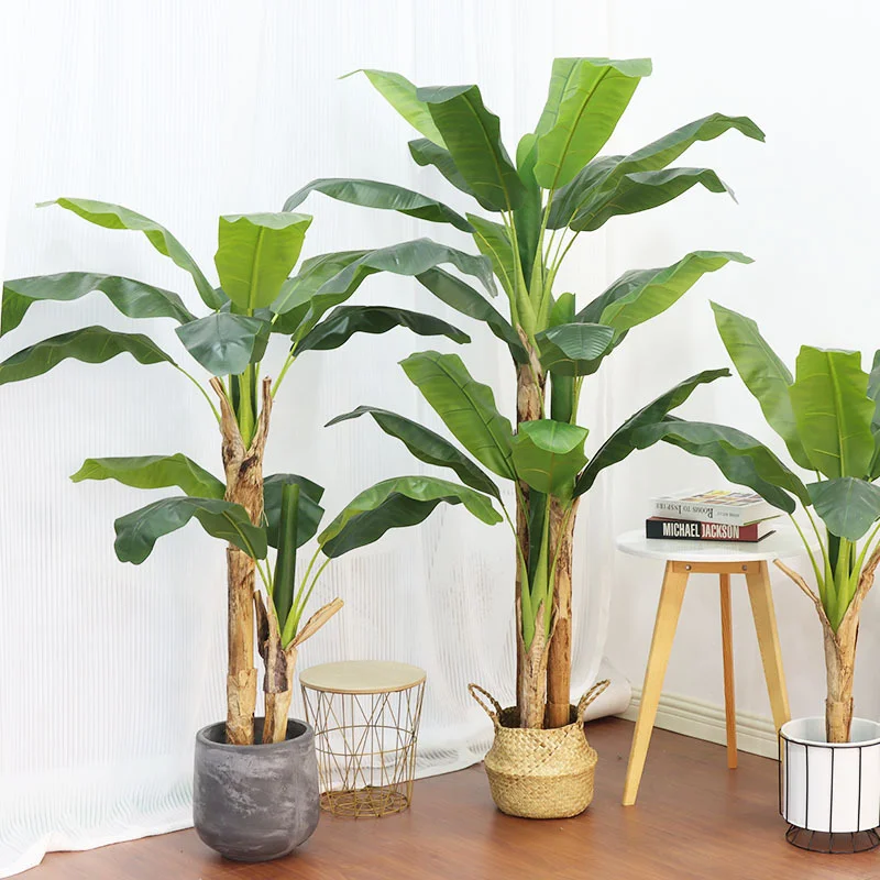 180cm/210cm Grote Bananenboom  - Bonsai Garden Restaurant recensie en prijs